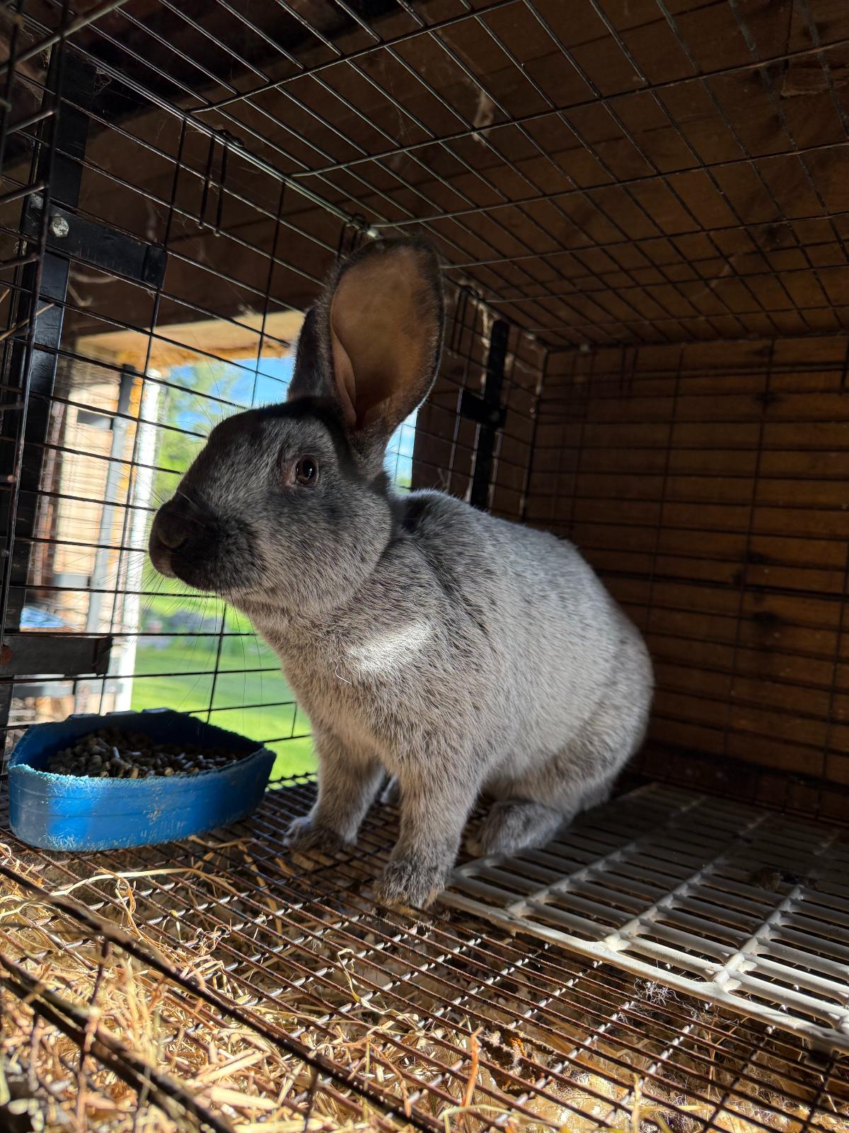 An upcoming Champagne D'Argent breeding rabbit