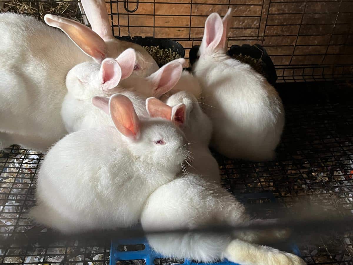 A litter of weaning kits with the doe