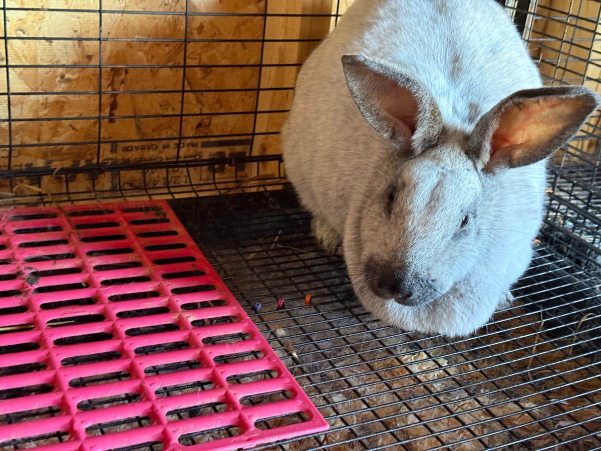 A new breeder meat rabbit doe