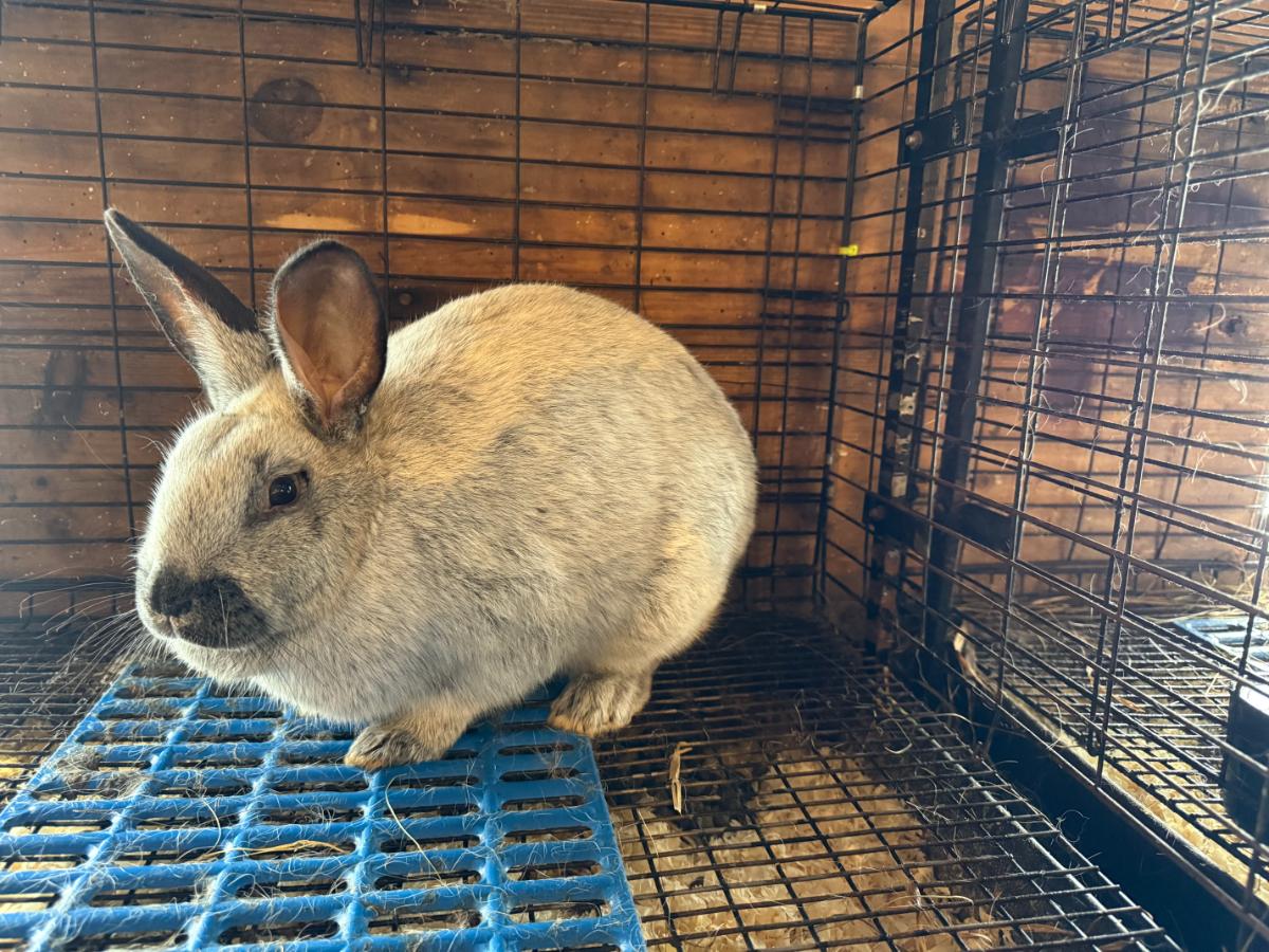 Champagne d'argent rabbit in a cage