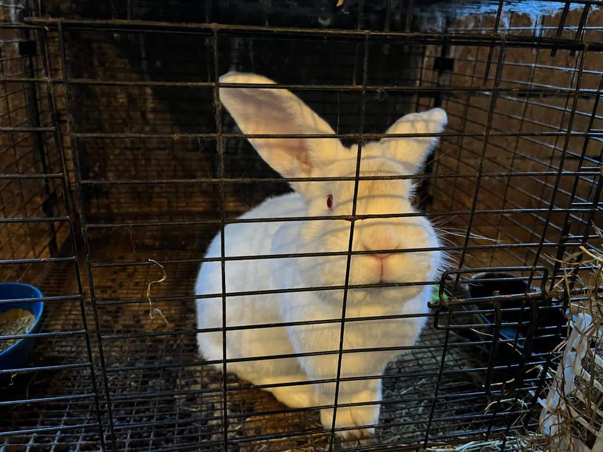 a meat rabbit grow out