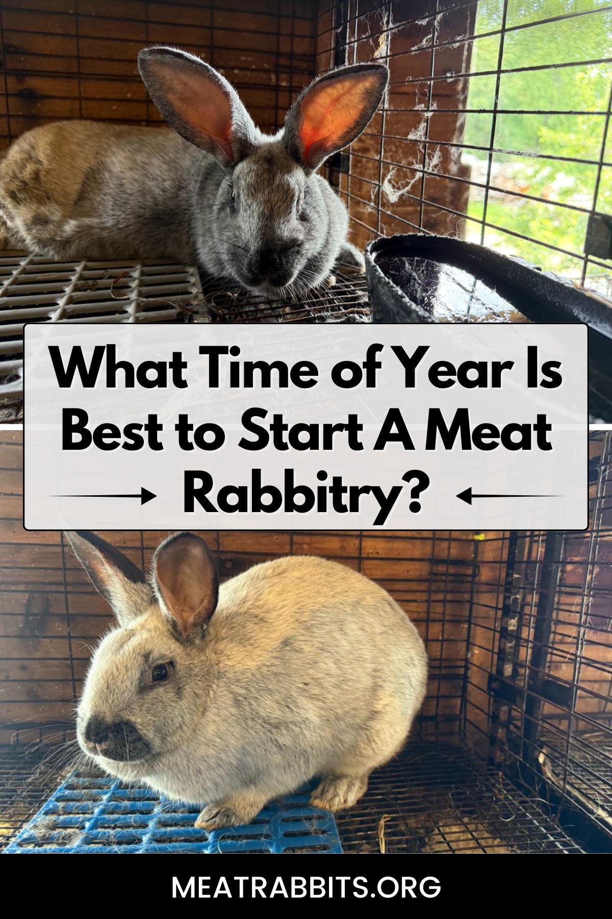 What Time of Year Is Best to Start A Meat Rabbitry? pinterest image