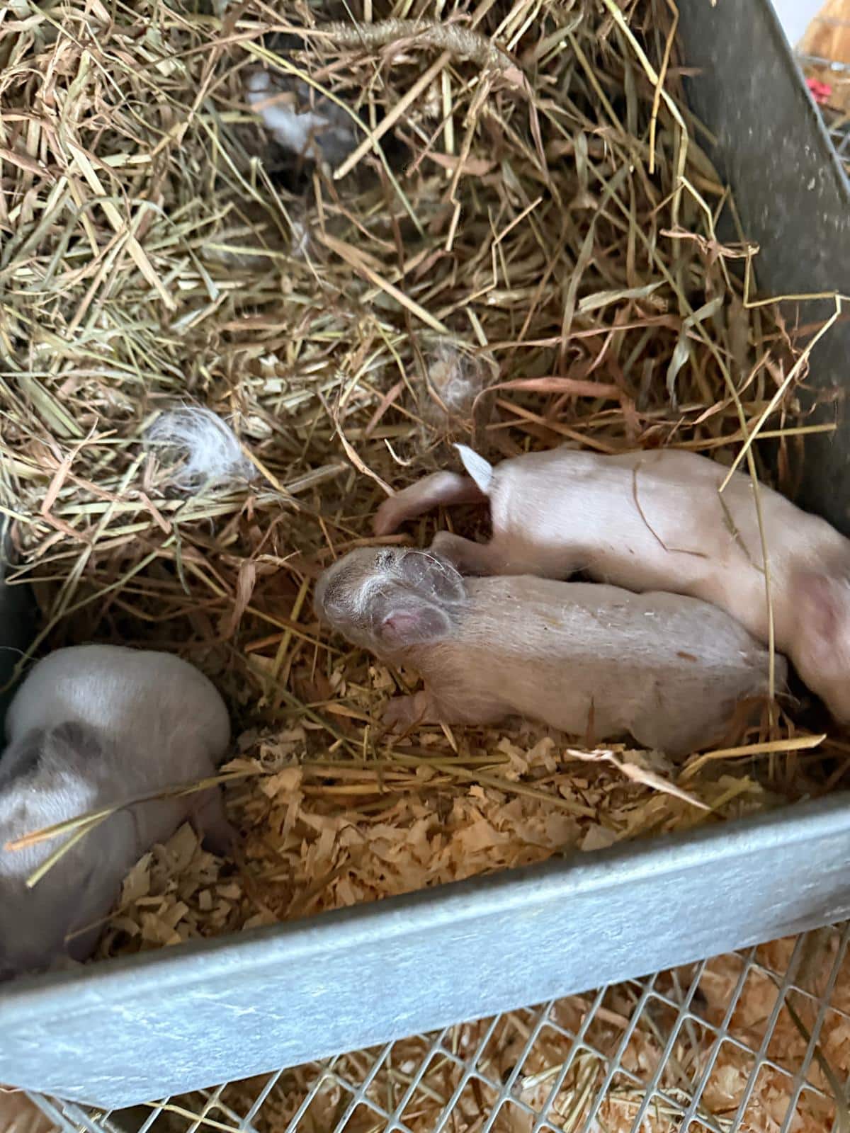Newborn meat rabbit kits in a nest box
