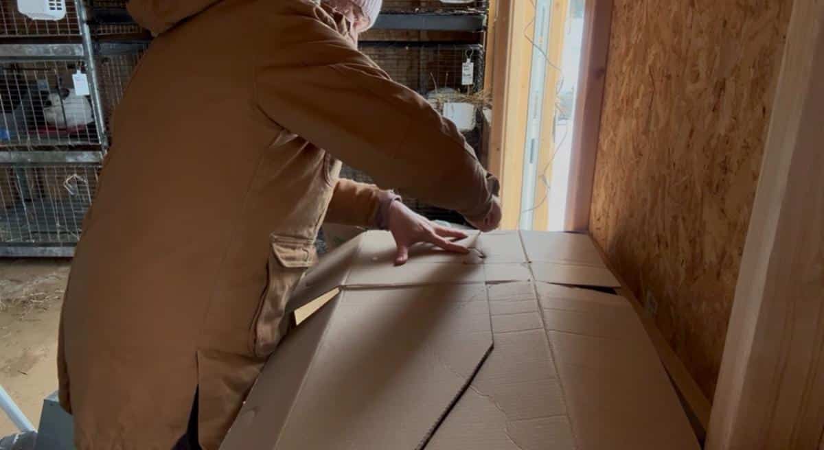 Cutting out a cardboard rabbit nest box liner