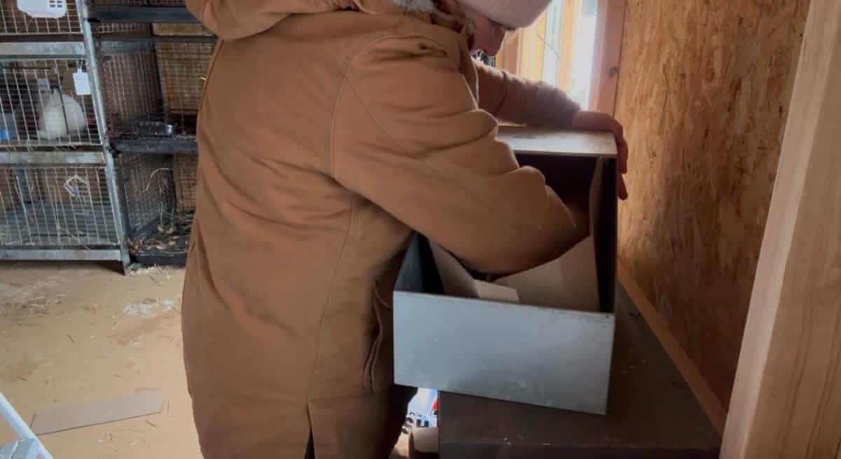 Lining a meat rabbit nest box with a DIY cardboard liner