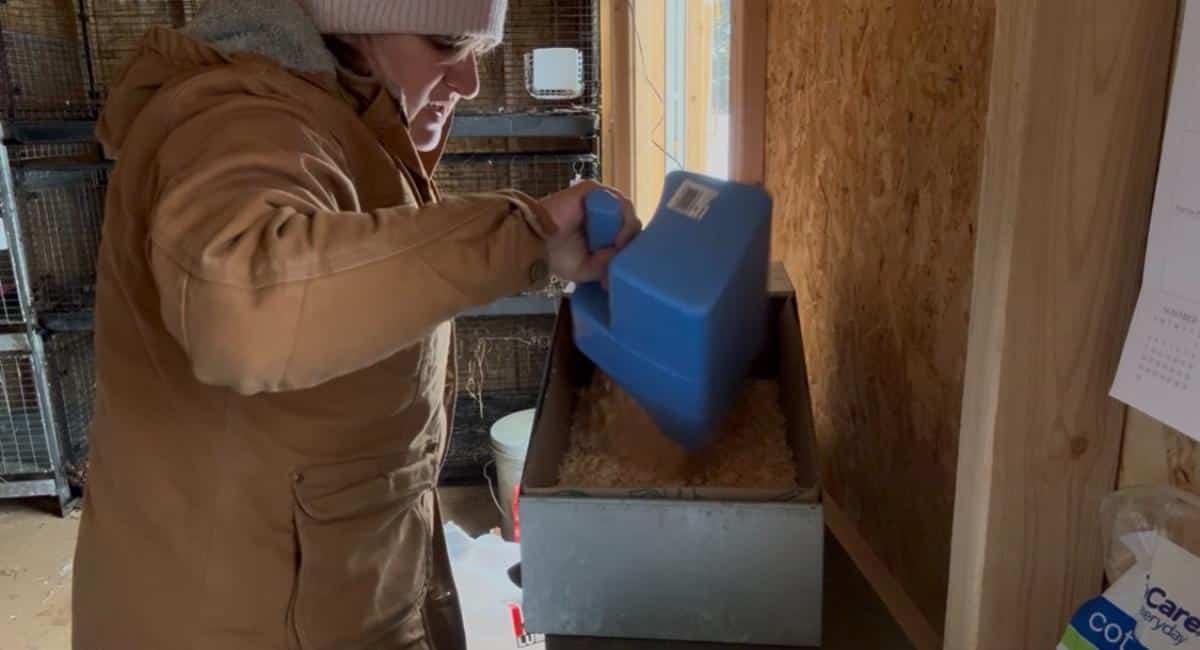 Preparing a meat rabbit nest box for kits