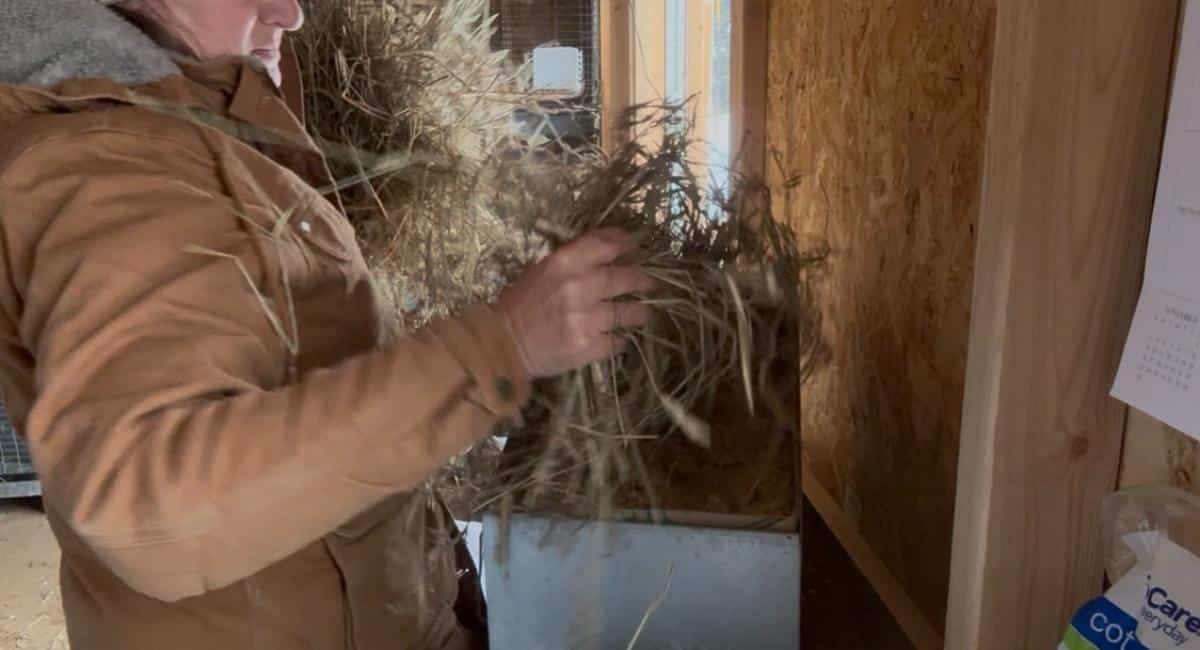 Putting hay into a meat rabbit nest box