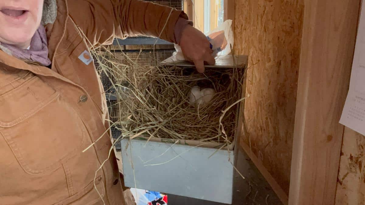 Lined, filled meat rabbit nest box