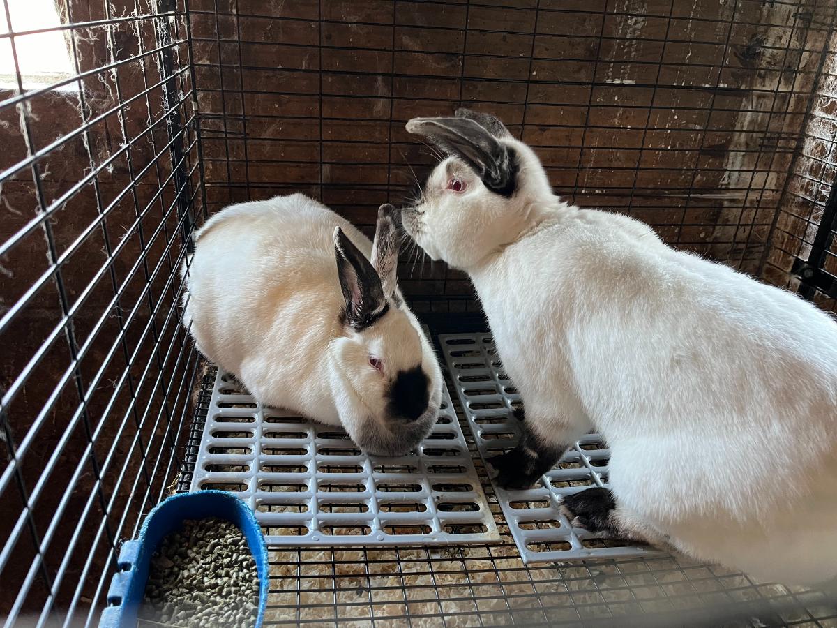 A purebred pair of Californian meat rabbits