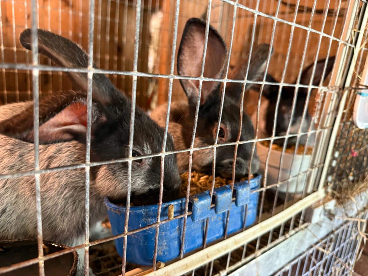 Champagne d'argent kits in a cage