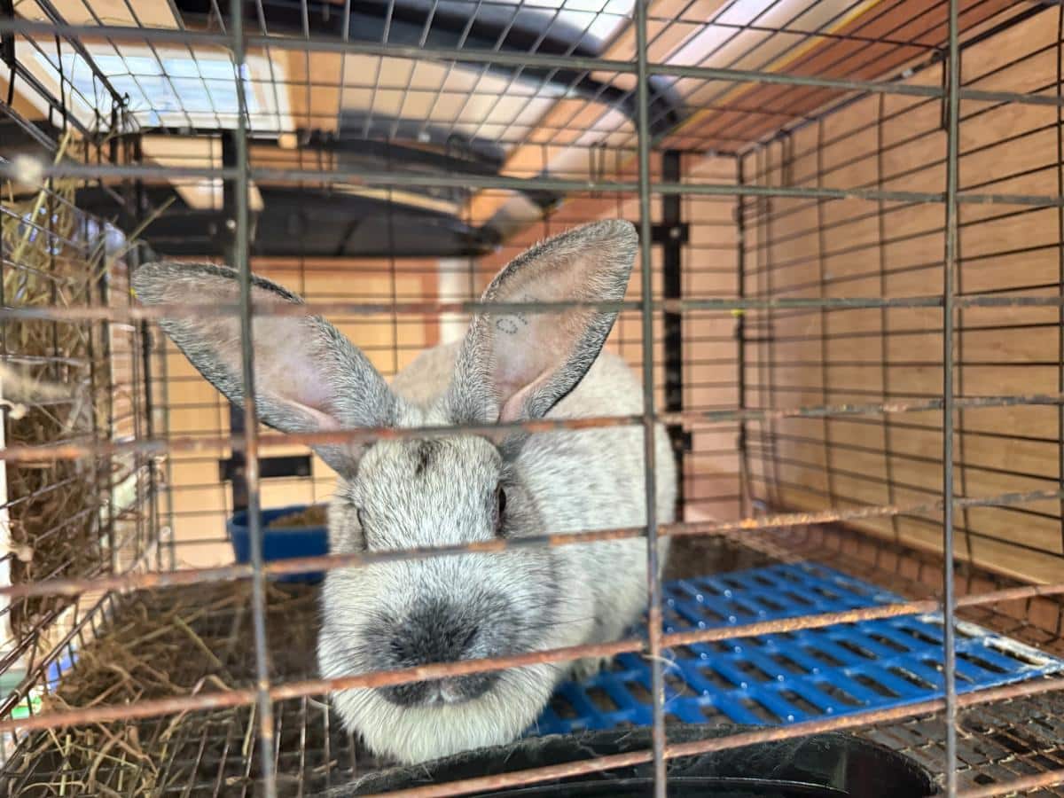 Champagne d'argent meat rabbit doe