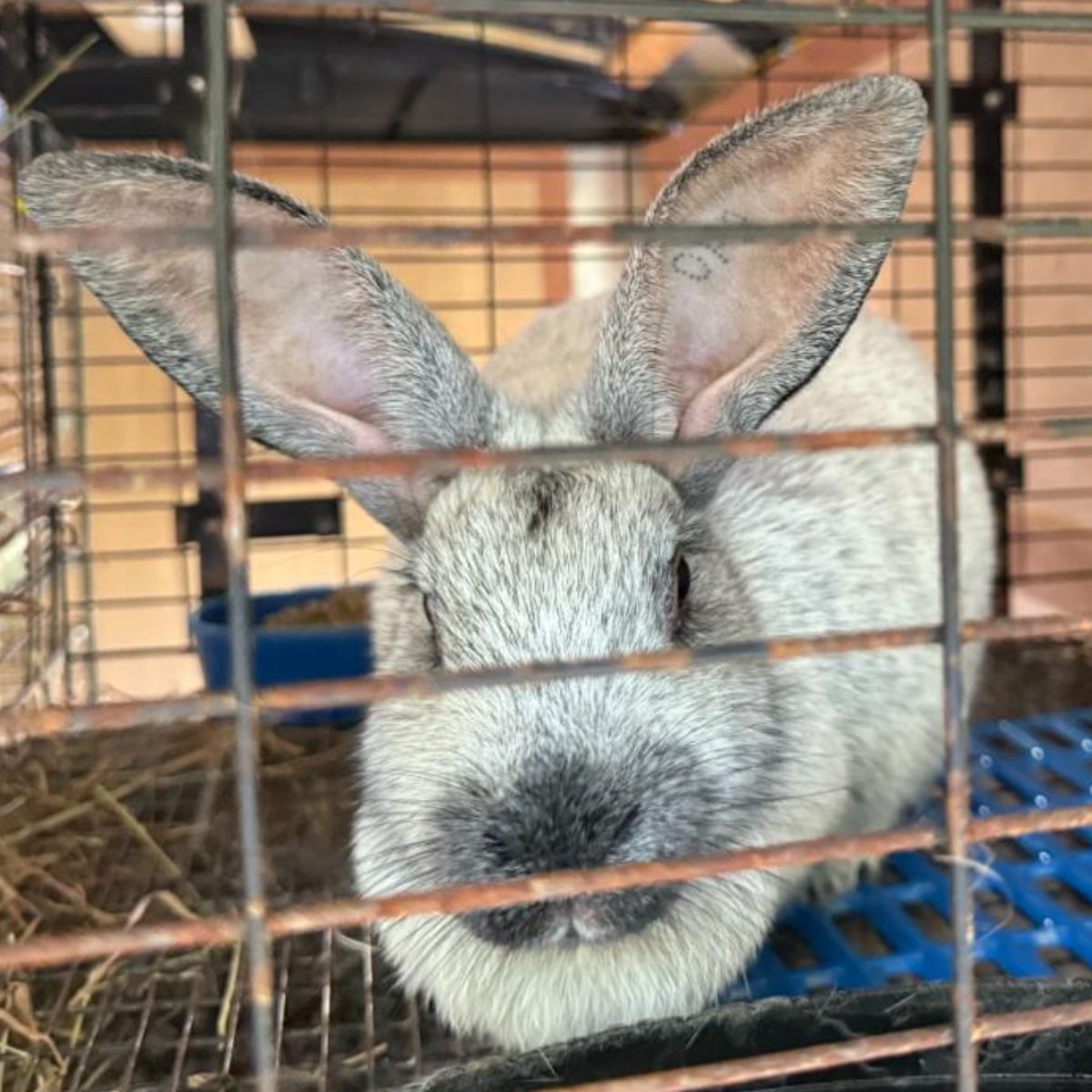 A gray meat rabbit in the cage.