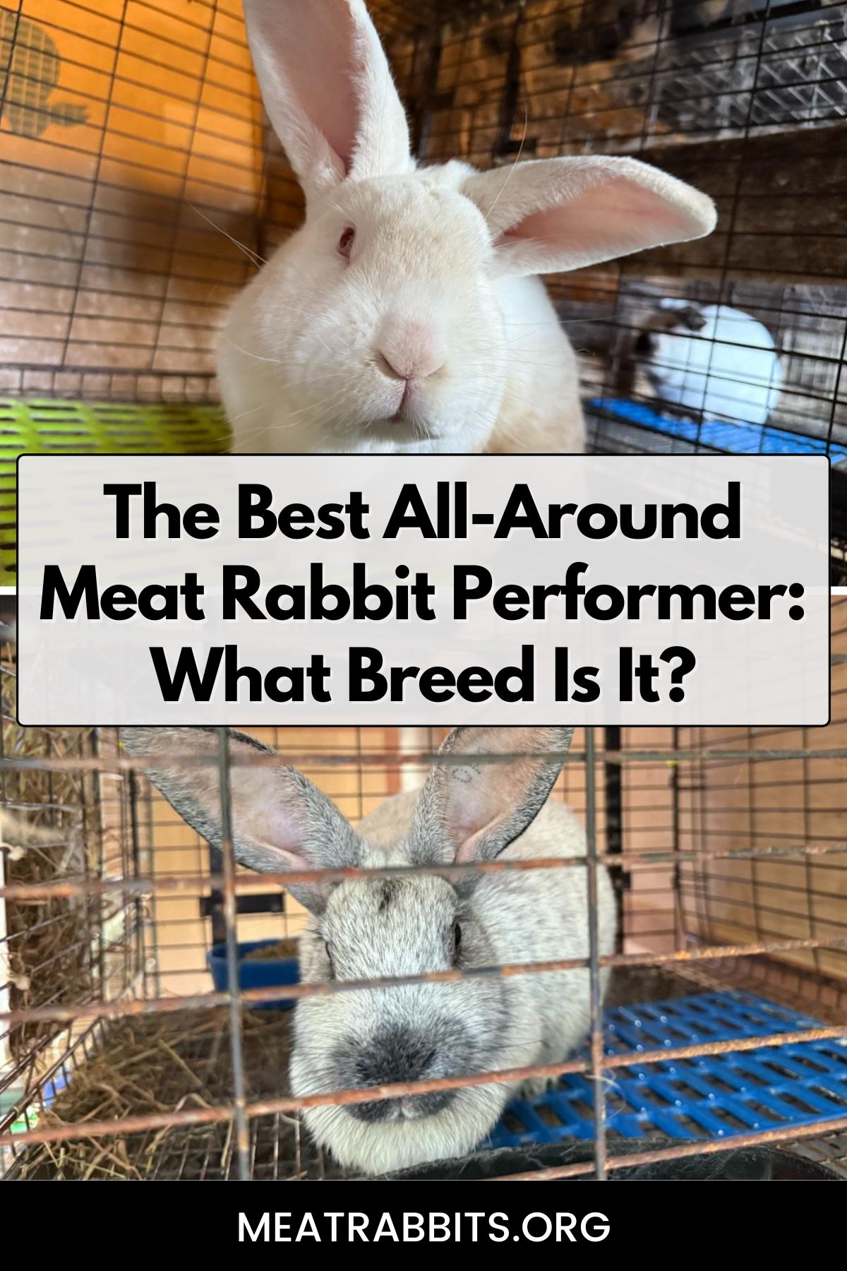 The Best All-Around Meat Rabbit Performer: What Breed Is It? pinterest image
