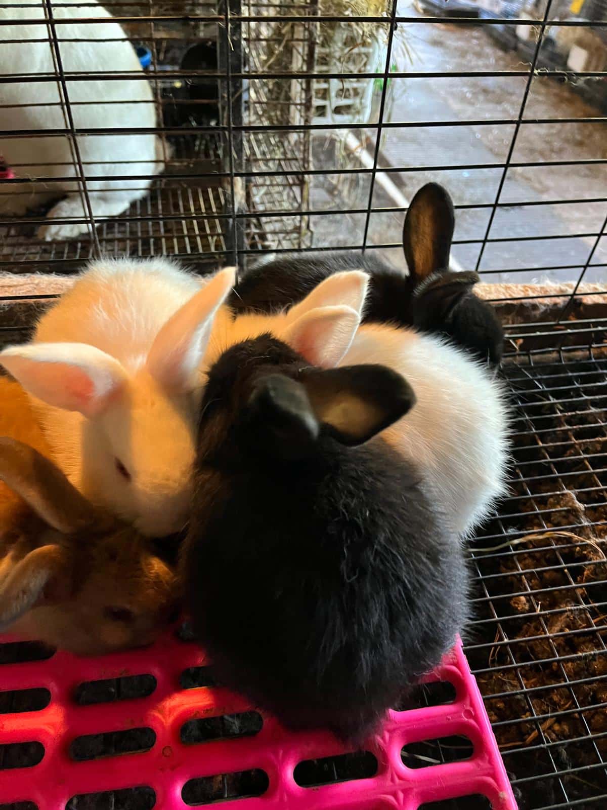 Young meat rabbit kits in a cage