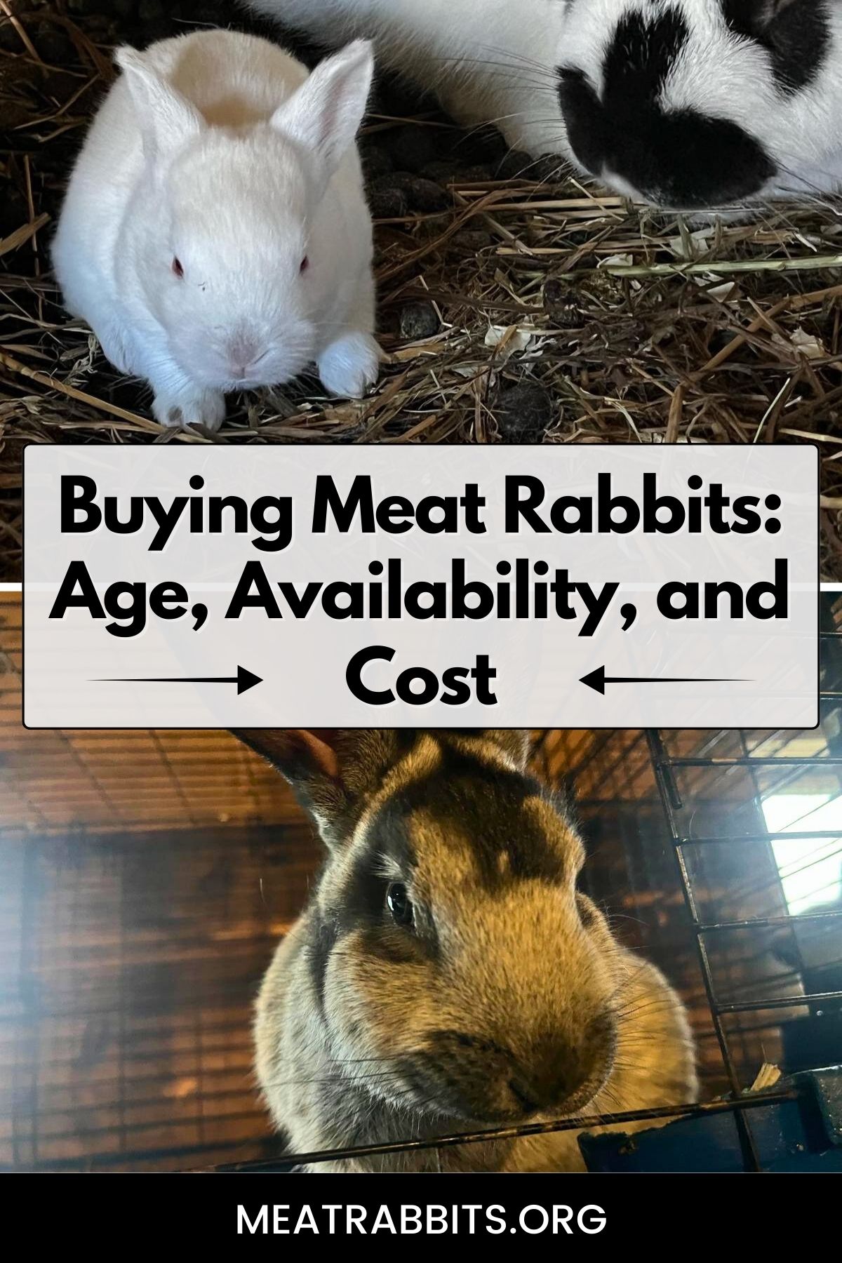 Buying Meat Rabbits: Age, Availability, and Cost pinterest image