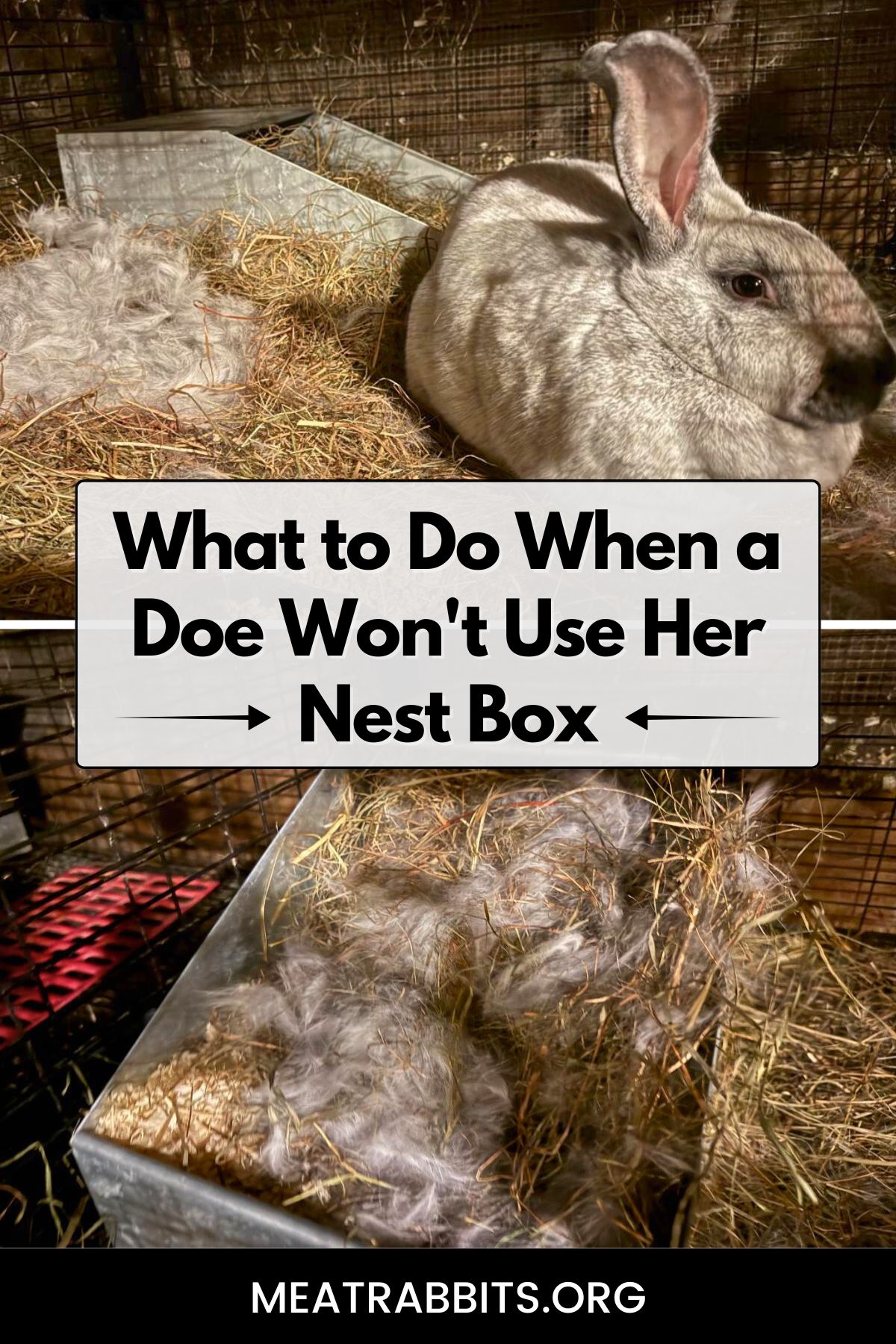 What to Do When a Doe Won't Use Her Nest Box pinterest image