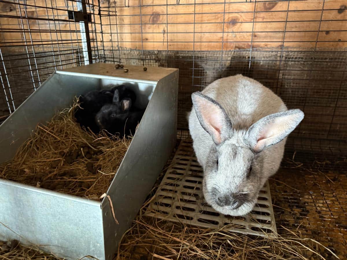 Proven meat rabbit doe with kits in the nest box