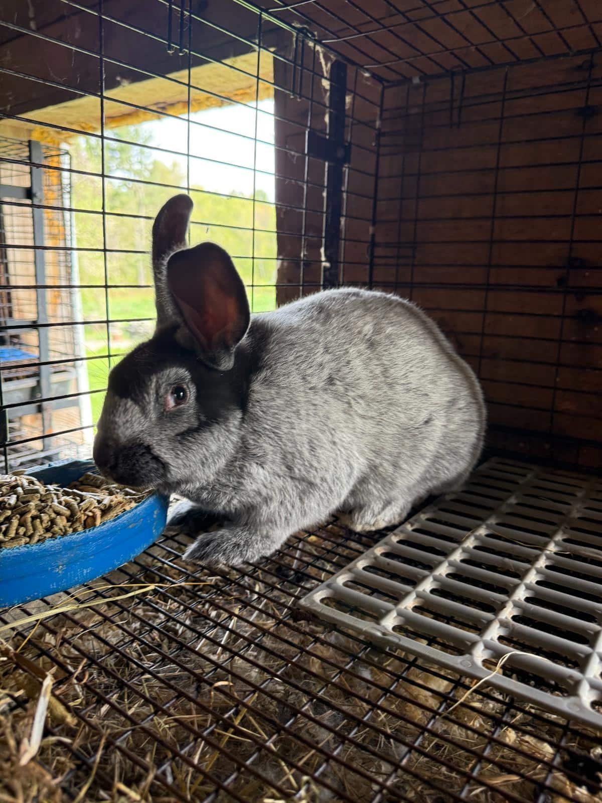Champagne d'argent meat rabbit