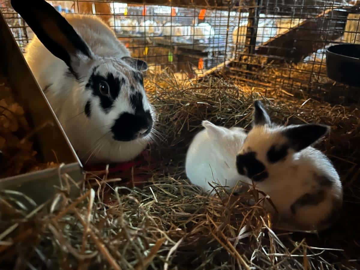 Meat rabbit doe with kits
