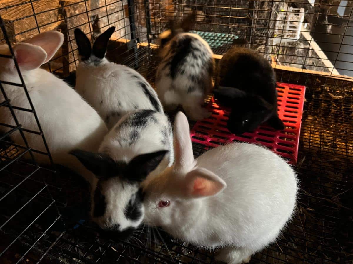 Grow out meat rabbits