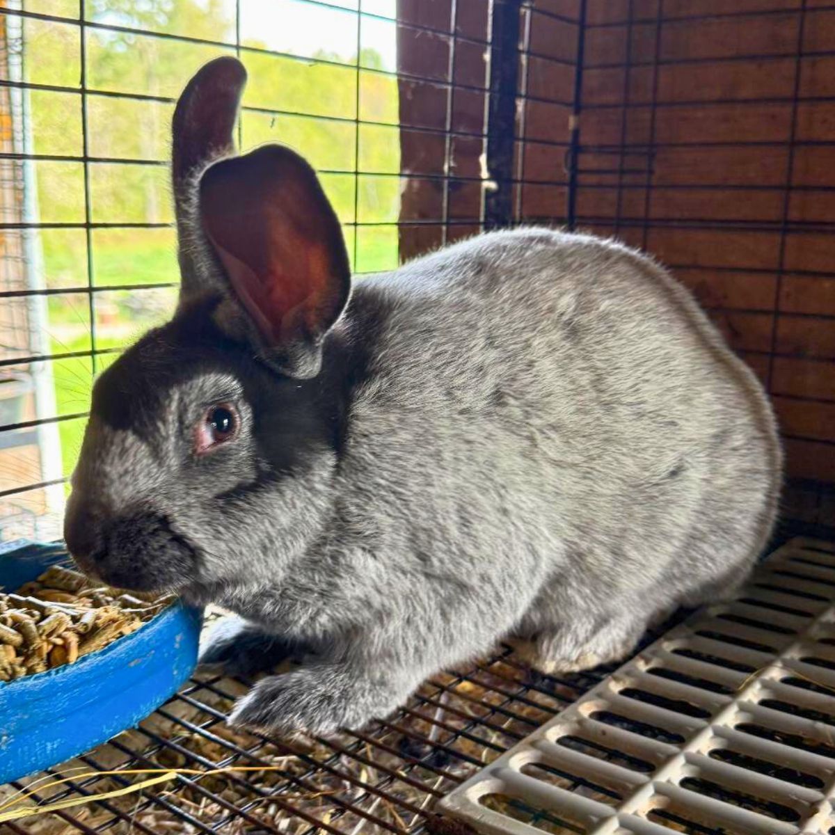 A healthy, adult meat rabbit in the cage.