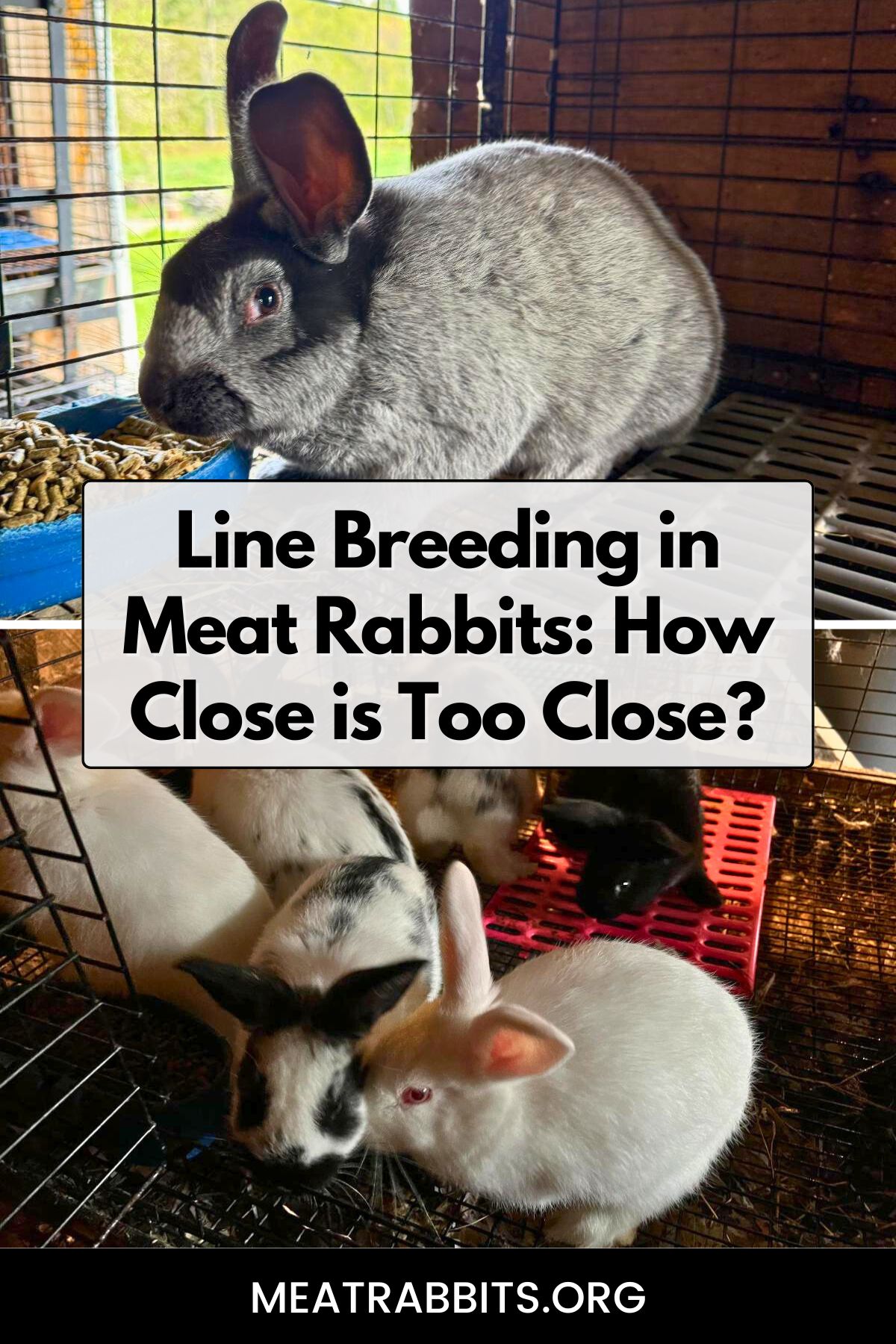 Line Breeding in Meat Rabbits: How Close is Too Close? pinterest image