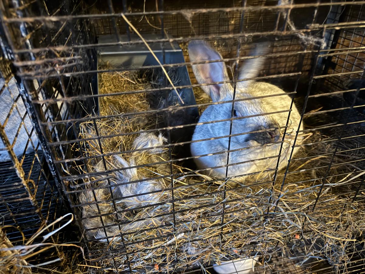 Meat rabbit nesting outside the next box