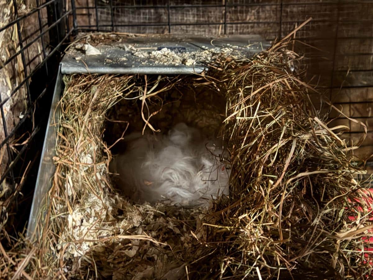 Nice meat rabbit nest in a nesting box