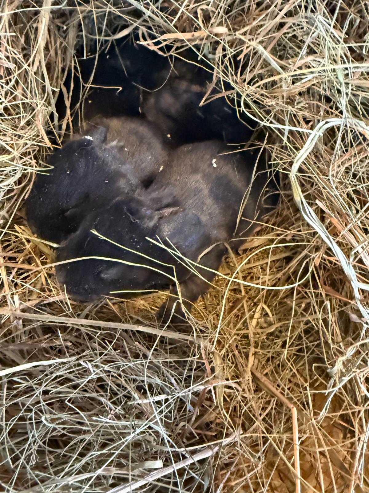 Kits in a nest box under two weeks old