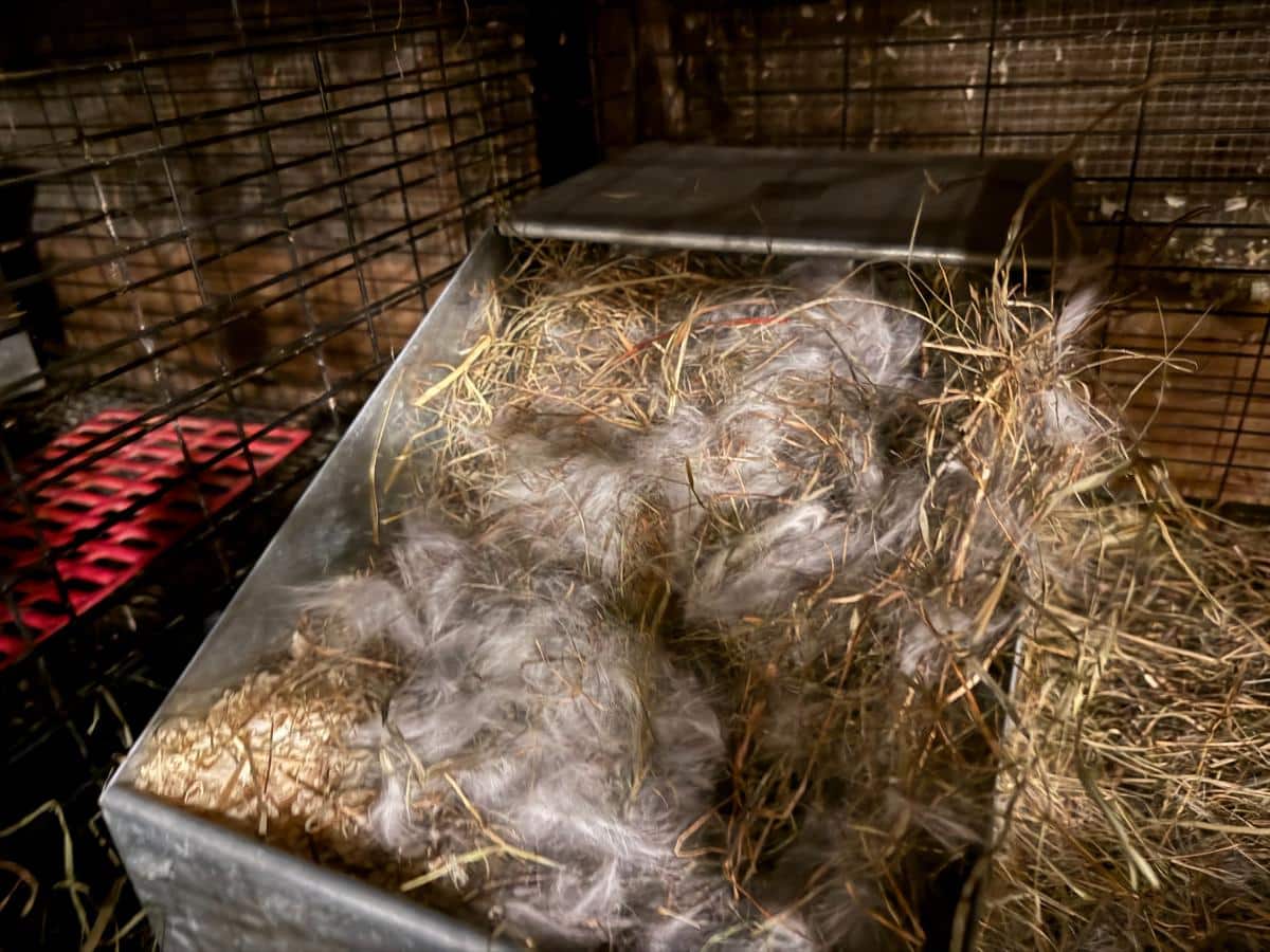 Used meat rabbit nest box