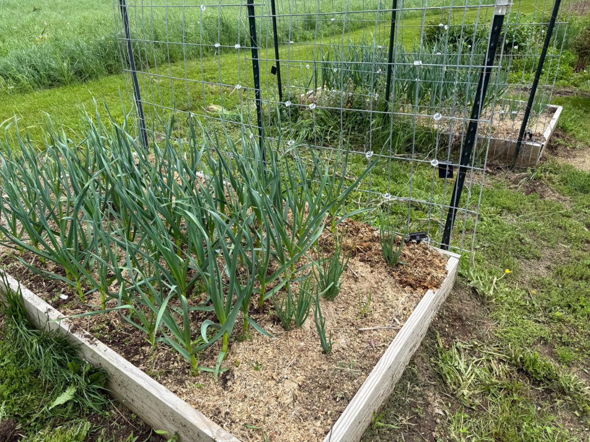 Garlic growing in rabbit manure and shavings