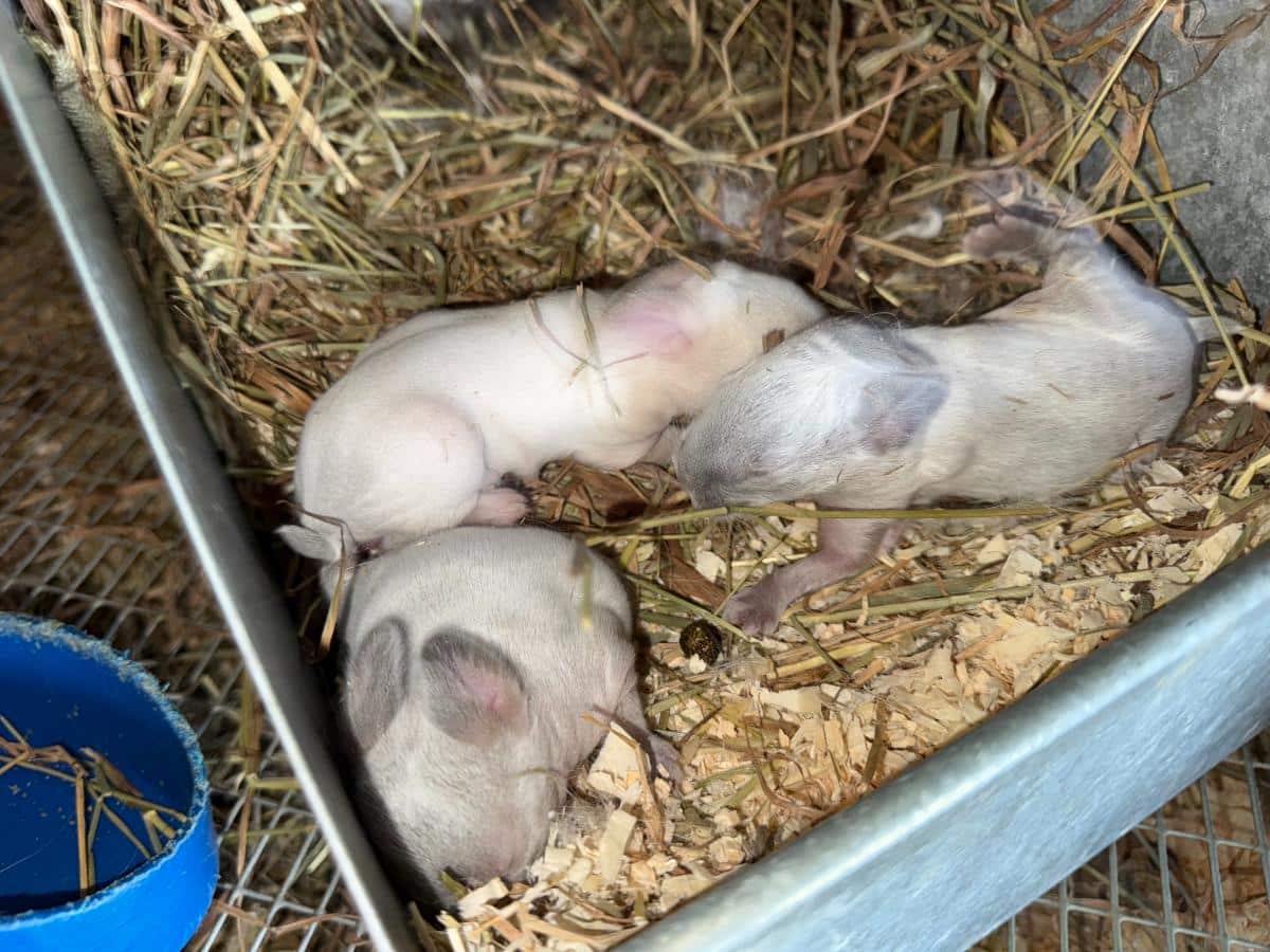 Meat rabbit kits in a nest box with hay and shavings