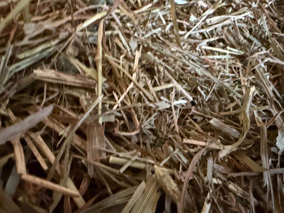 Straw used in a rabbit barn