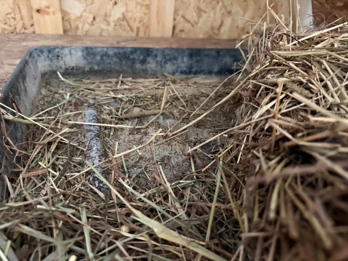 Dropped hay seed in a rabbit dropping tray