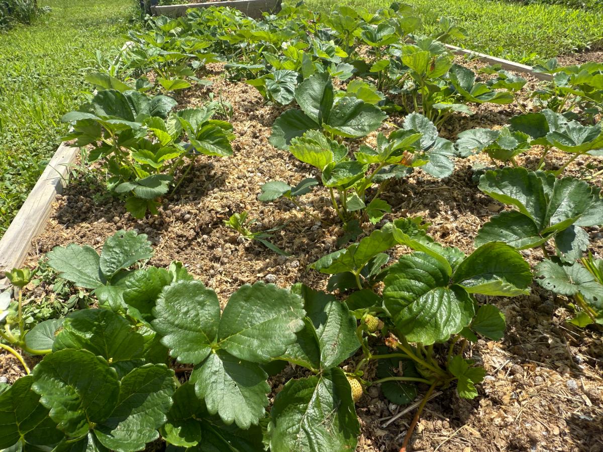 Thriving strawberry plants in rabbit waste