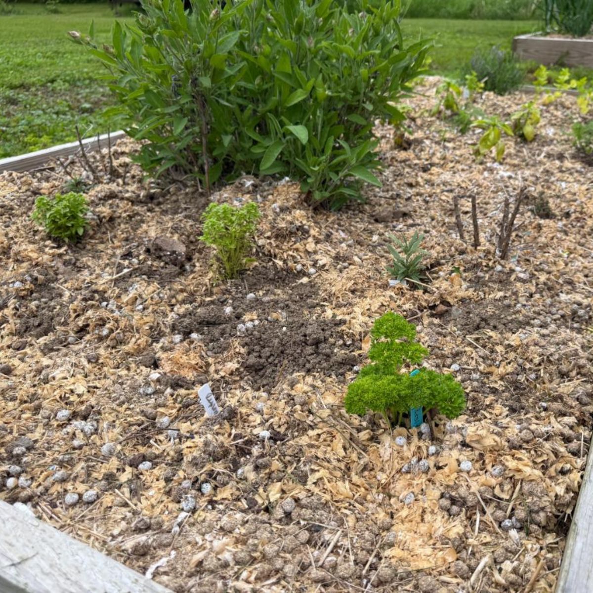 A garden raised bed with rabbit waste/manure used as fertilizer.