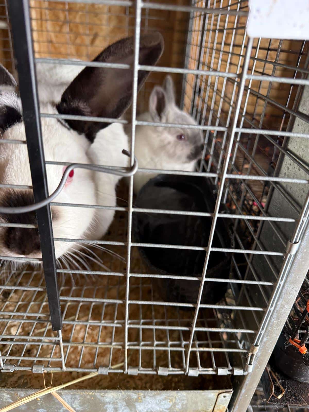 Meat rabbit doe with kits