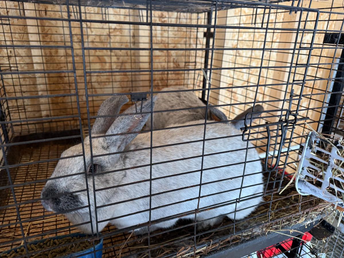 Proven meat rabbits in a breeding cage