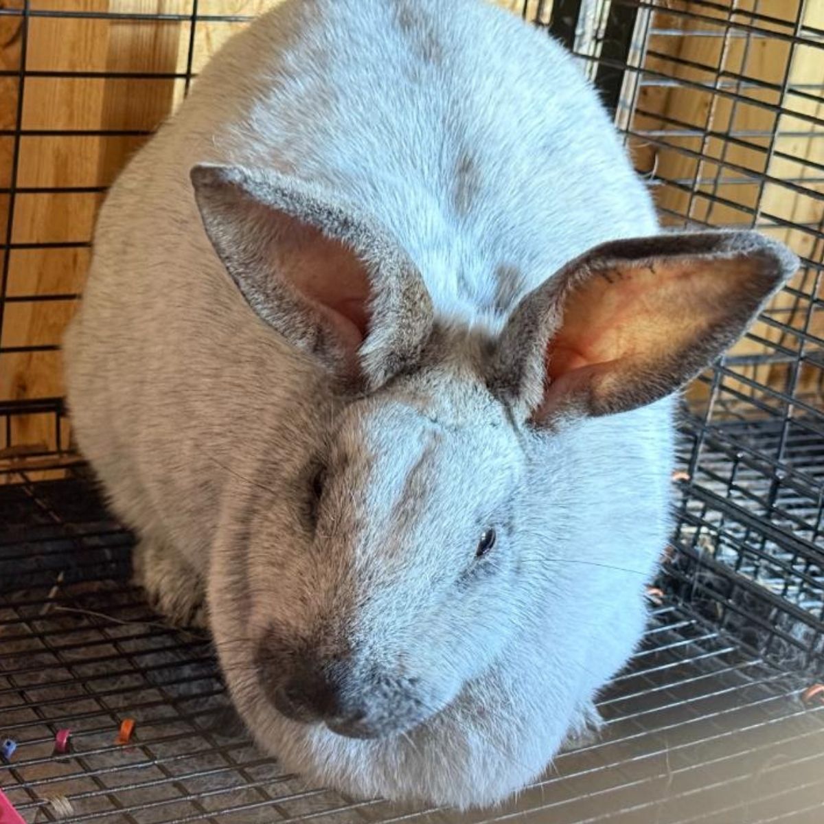 A gray meat rabbit in a cage.