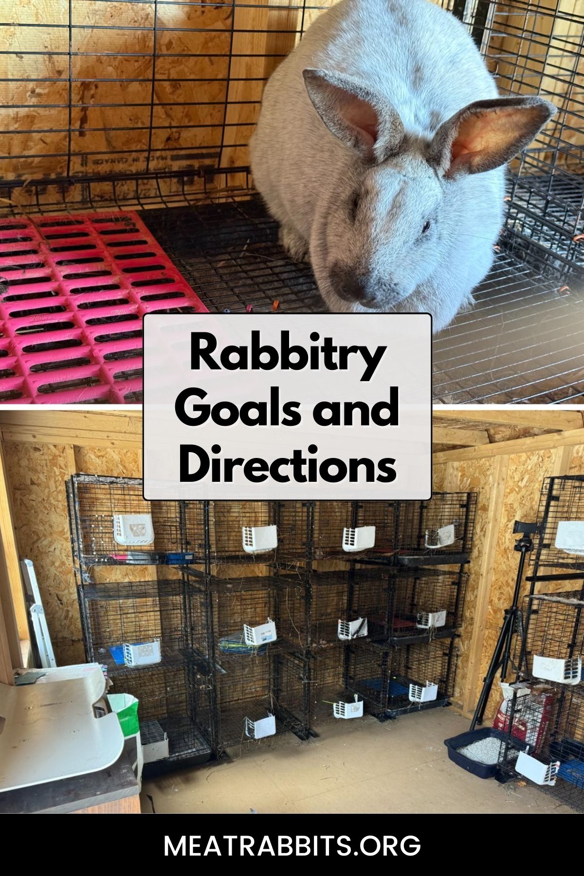Rabbitry Goals and Directions pinterest image