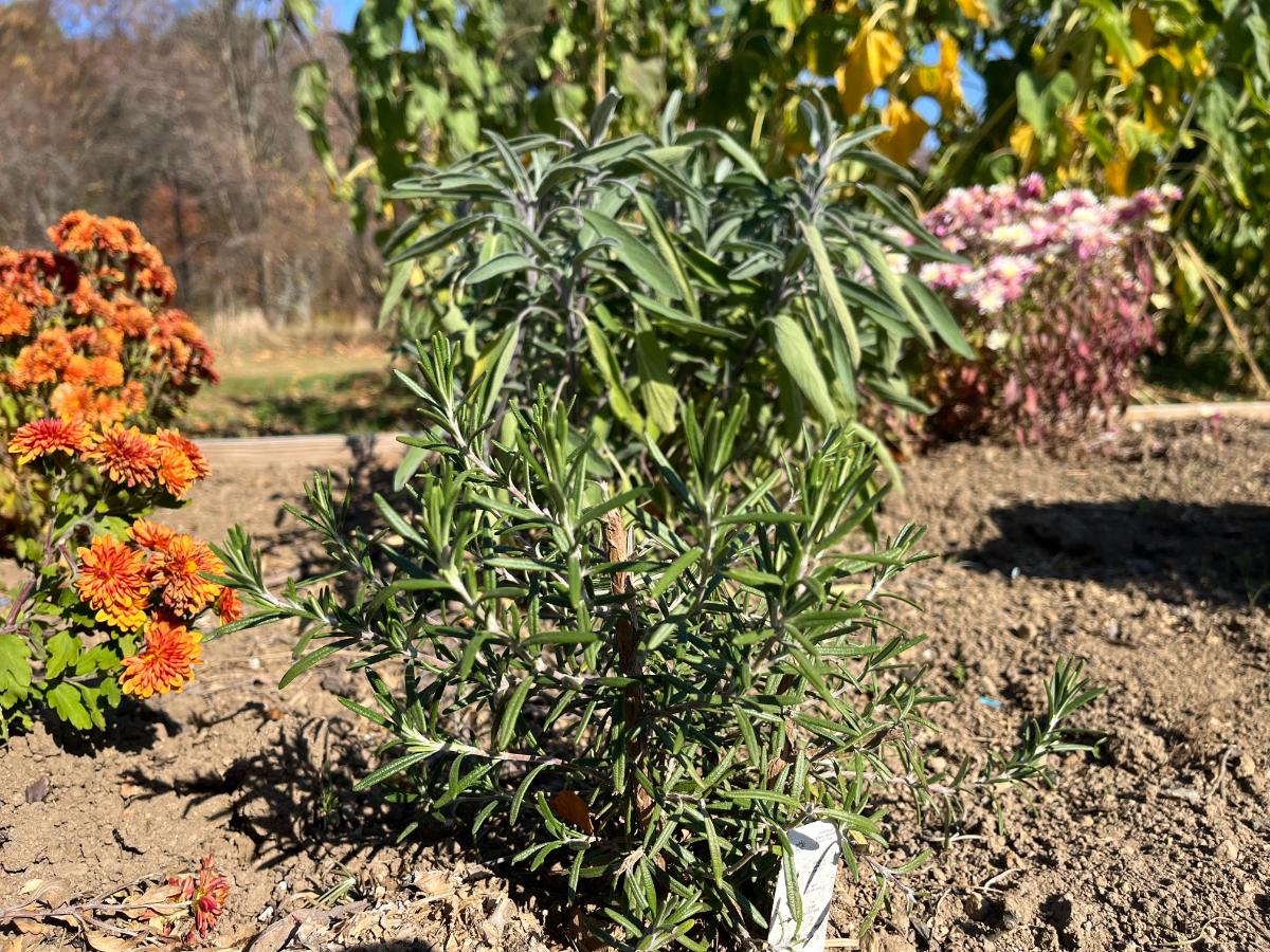 Fresh rosemary in an herb garden in front of fresh sage
