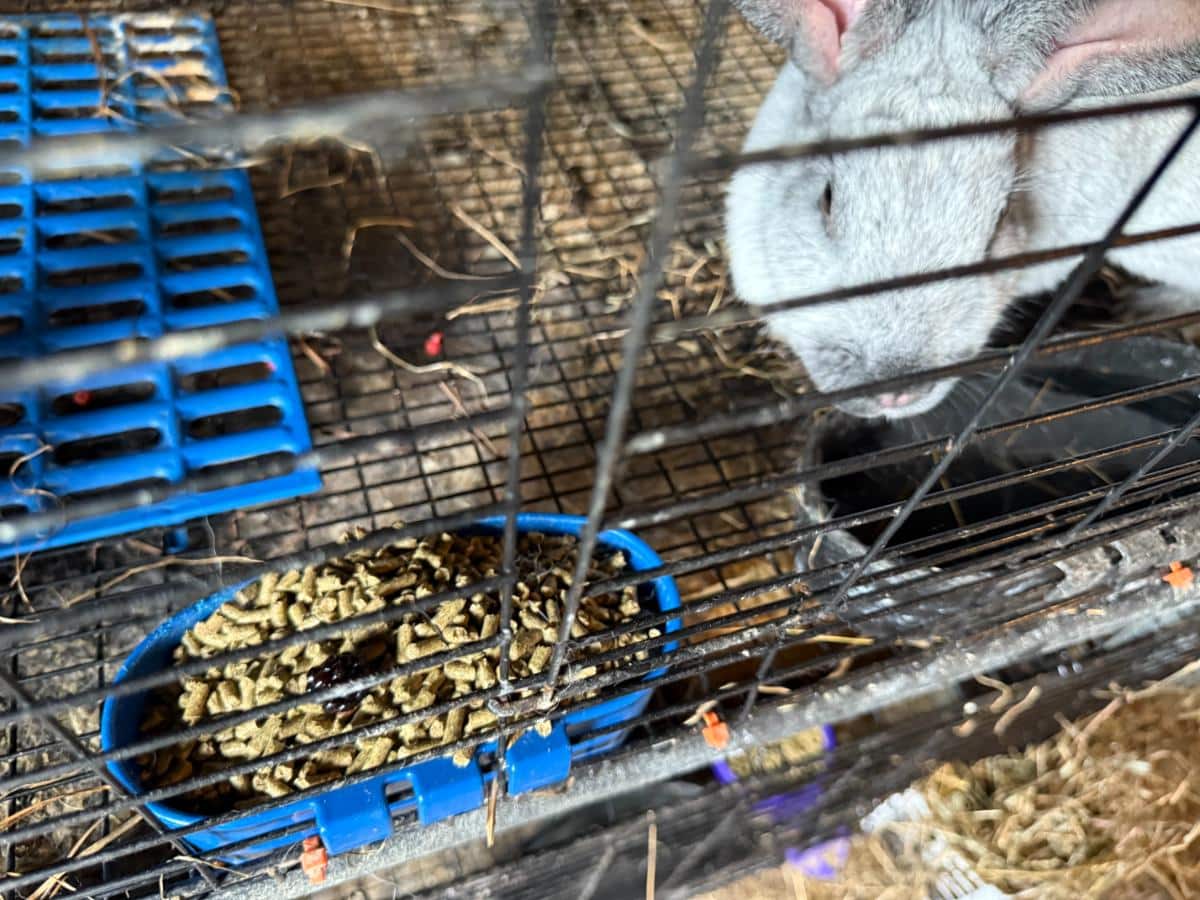 Meat rabbit breeder drinks from a cage cup
