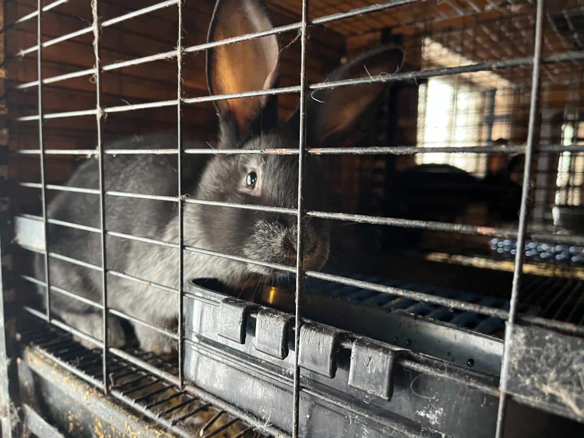 Young meat rabbit drinking from a cage cup