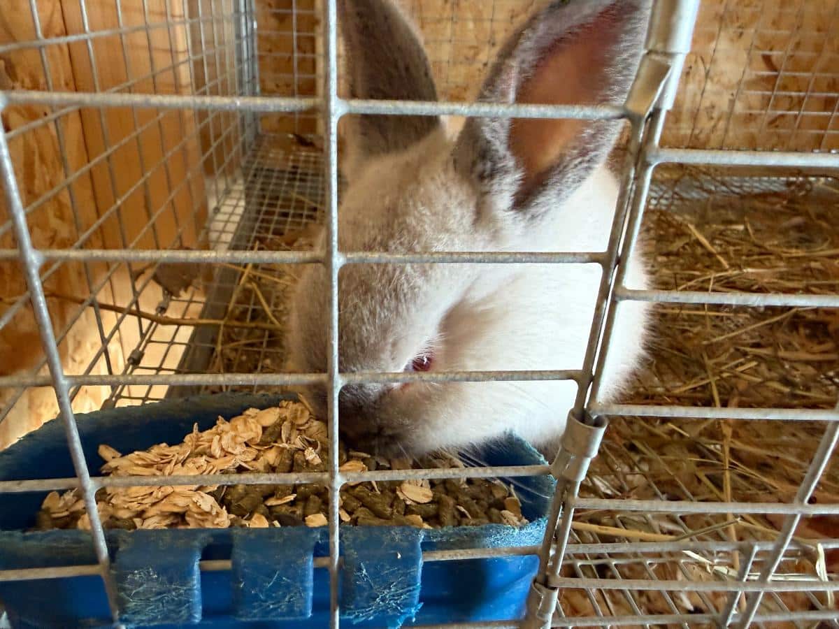 Pellets in a meat rabbit feeder, cage cup