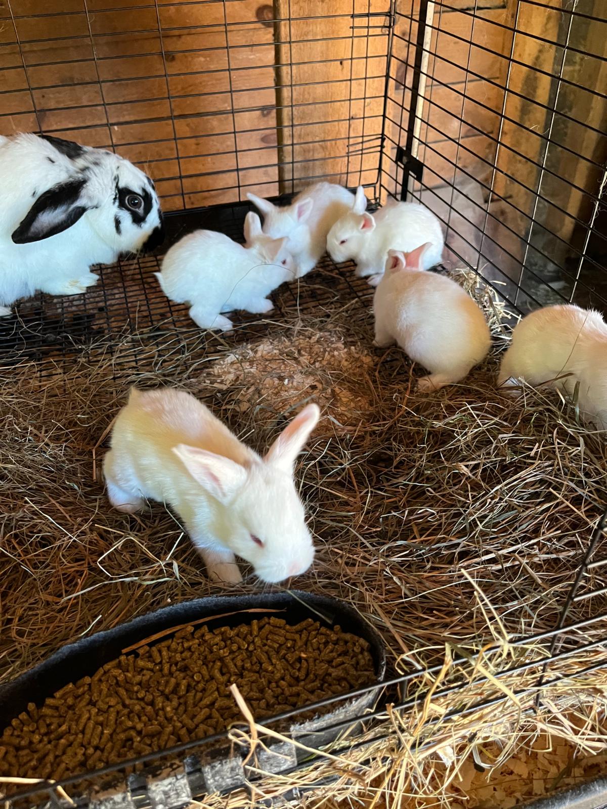 Meat rabbit doe and litter of rabbits