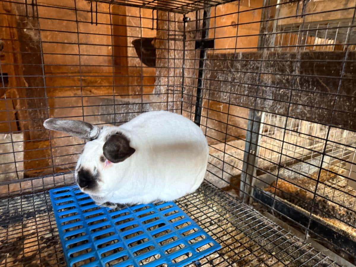 Californian meat rabbit buck