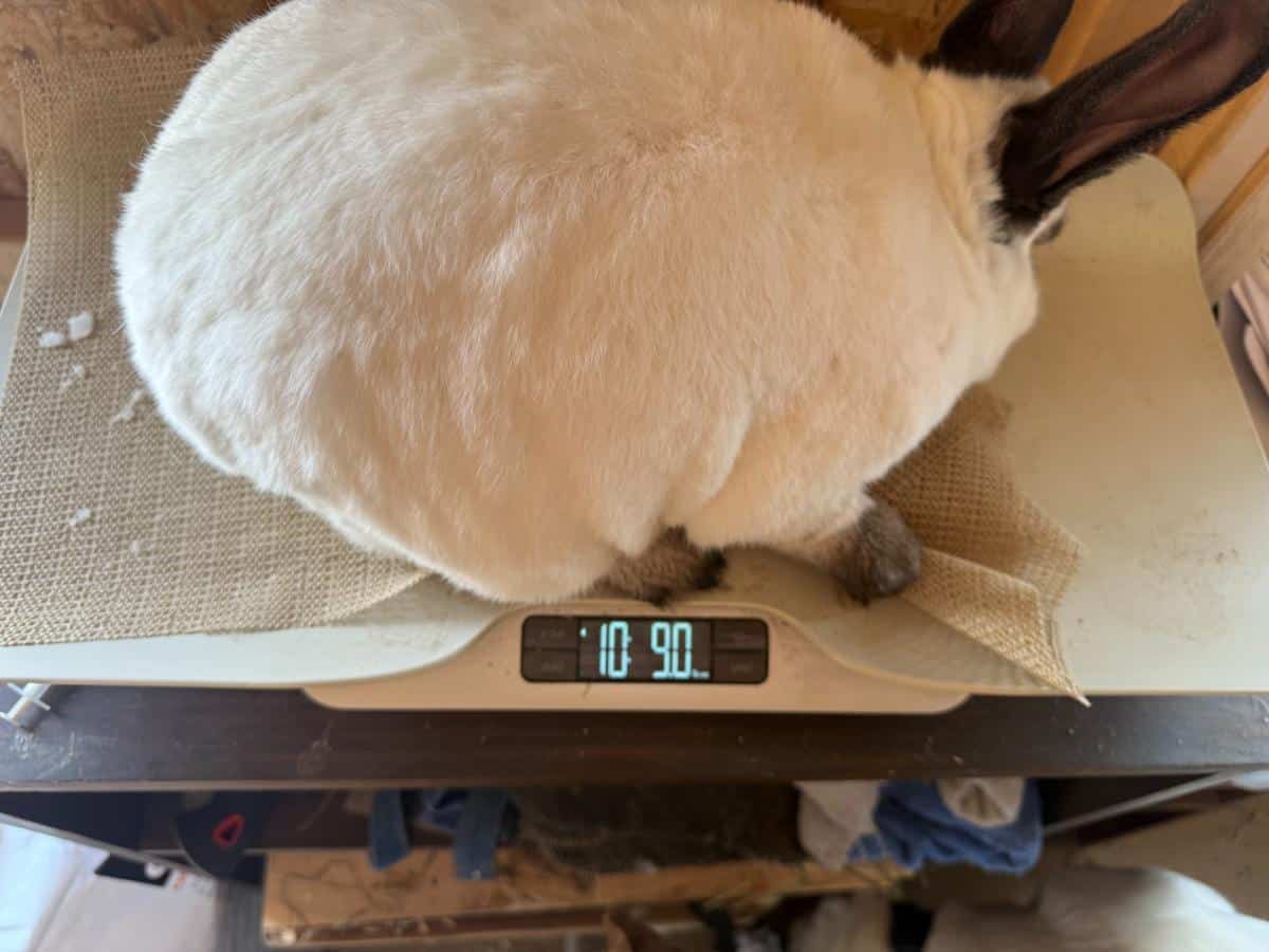 Californian meat rabbit on a scale