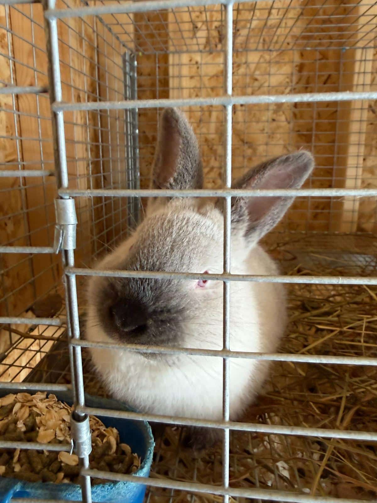 young Californian doe grow out for future breeding