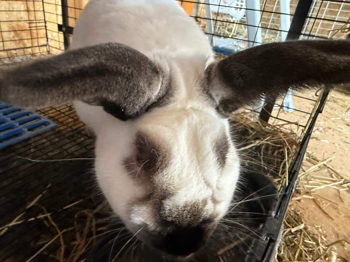 Curious Californian meat rabbit