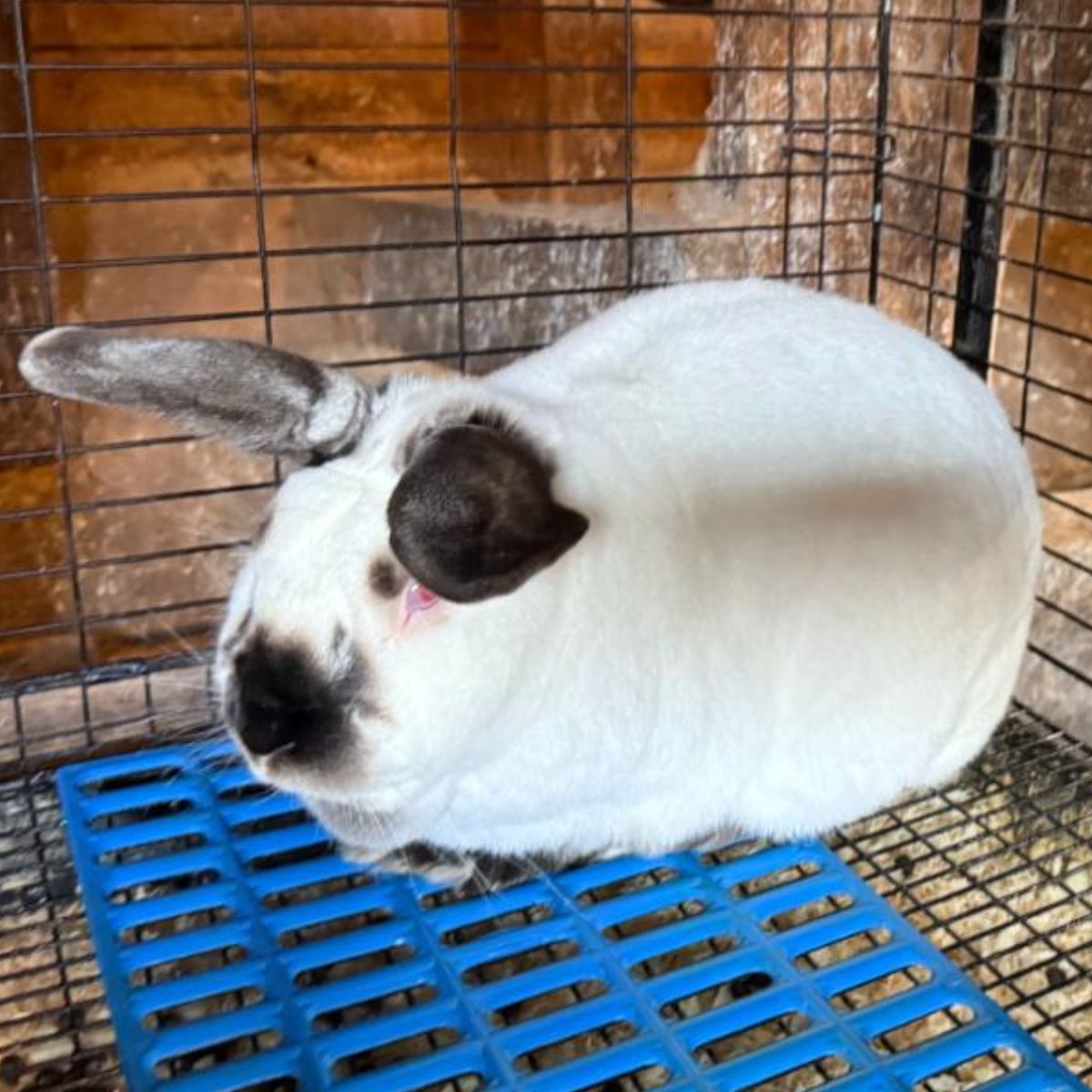 A californian meat rabbit in a cage.
